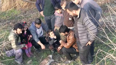 sizce - Dicle Nehri kenarında öldürülmüş su samuru bulundu - DİYARBAKIR Videosu