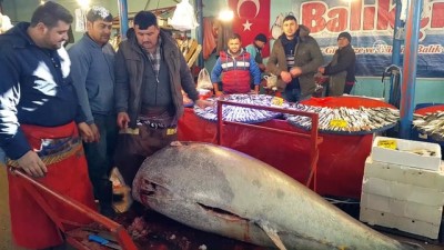 balikci tezgahi - Yarım tonluk orkinosa yoğun ilgi - MANİSA Videosu