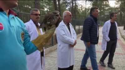 tedavi sureci - Tedavi edilen 4 kuş doğaya salındı - ANTALYA Videosu