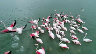 gocmen kuslar - Çukurova göçmen kuşları ağırlıyor - ADANA  Videosu