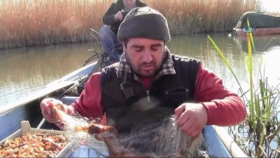kacak -  İznik Gölü'nde kerevit bolluğu  Videosu