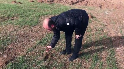 batin - 'Türkiye genelinde tarımsal kuraklık yok' (2) - KONYA  Videosu