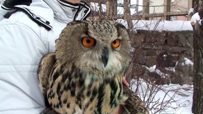 bulduk - Yaralı puhu kuşu tedavi altına alındı - KARS Videosu