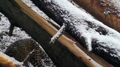 yeni yil -  - Putin'in leoparı ölü bulundu Videosu