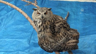 ameliyat - Yaralı puhu tedavi altına alındı - KARS Videosu