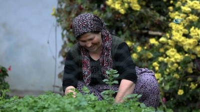 zeytin yagi -  Zeytinin dalından sofralara uzanan yolculuğu kısa filme anlatıldı  Videosu