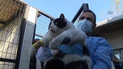 yanlis beslenme -  18 kiloluk kedi görenleri hayrete düşürüyor  Videosu