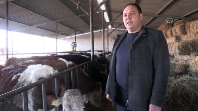 sut ureticisi - Çiğ süt fiyatları üreticiyi sevindirdi - BALIKESİR  Videosu