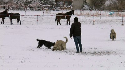 at ciftligi -  Köpeğini kurtarmak için canını tehlikeye attı...Köpeklerin kavgası kamerada  Videosu