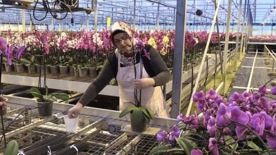 gubre - Orkideye talep, üretimi artırdı - YALOVA  Videosu