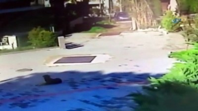 hayvan -  Böyle vicdansızlık görülmedi... Yolda duran köpeğe böyle çarptı Videosu