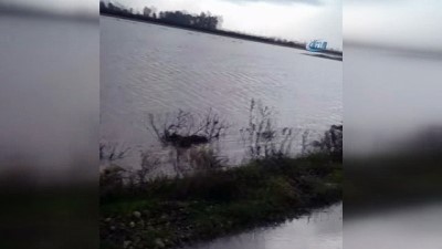 kanald -  Adana’da tarım alanlarını su bastı  Videosu