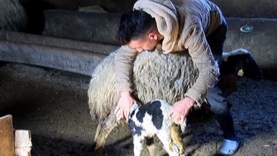 asiret -  Küçükbaş hayvan üreticileri yeni doğan kuzuların sevincini yaşıyor  Videosu