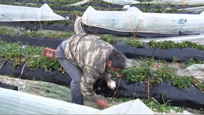 yakin plan -  Mersin'de dolu, sera ve bahçelere zarar verdi  Videosu