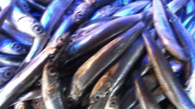 alabalik -  Ne Rus ne de Gürcü hamsisi mutlu etmedi  Videosu