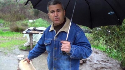 hayvan -  Şehre inen domuz sürüsü köpeğe saldırdı  Videosu