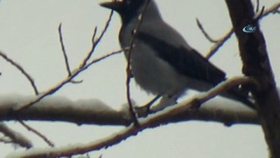  Beytüşşebap beyaz örtü altında 