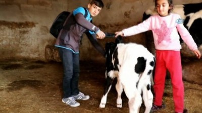 hayvan -  Çift başlı buzağıdan sonra 5 ayaklı buzağı Videosu