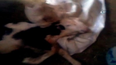  Siverek’te yeni doğan çift başlı buzağı görenleri şaşırttı 