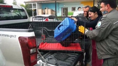  Yaralı tilki Milli Parklara teslim edildi