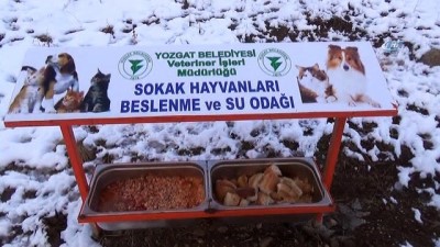 sosyal belediyecilik -  Yozgat'ta aç kalan sokak hayvanlarına belediyeden şefkat eli  Videosu