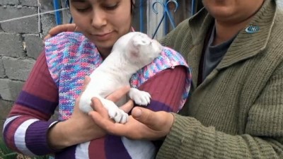 sinif ogretmeni -  Kamyonetle sürüklenerek öldürülen köpeğin yavrusu yürekleri burktu  Videosu