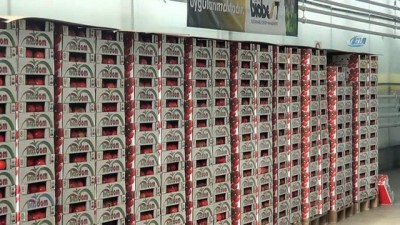 biyoloji -  Jeotermal seralarda üretilen domateslerin hasadı başladı  Videosu