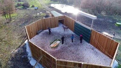 hastalik - Kızıl geyikler 'nakille' kan tazeliyor - BURSA  Videosu