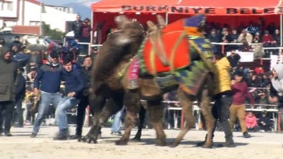 gures -  210 güreşçi deve arenaya çıktı Videosu