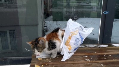 sokak kedisi -  Aç kalan kendinin donmuş sütle imtihanı  Videosu
