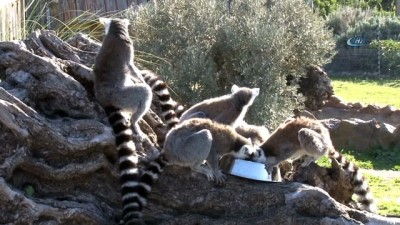 hayvanlar alemi -  Lemurların kuru incir sevgisi  Videosu