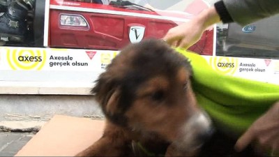mobilya magazasi -  Üşüyen köpeği battaniyeye sarıp süt verdiler  Videosu