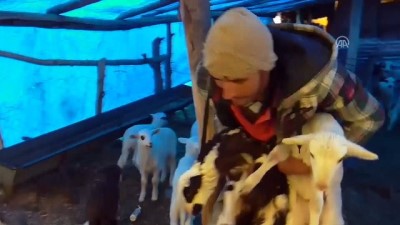 Kış şartlarında besicilerin zorlu yaşamı - KONYA 