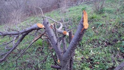 Bahçeden 80 ağacın kesildiği iddiası - KASTAMONU