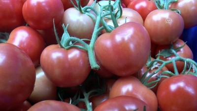 sebze hali - Pancar işlerken domates yetiştiriyorlar - KAYSERİ  Videosu