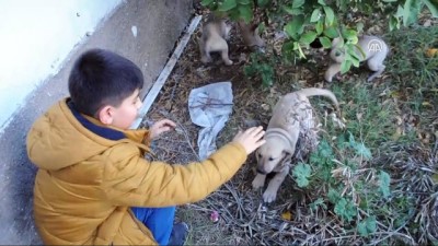 trol - Sahipsiz yavru köpeklere yuva oldular - OSMANİYE  Videosu