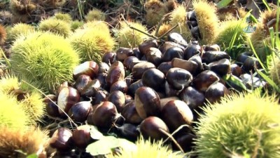 trol -  Şekerlemecilerin kestane alımı yarı yarıya düştü  Videosu