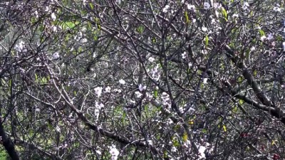 Badem ağaçları çiçeklendi, üreticileri don endişesi sardı (2) - BALIKESİR 