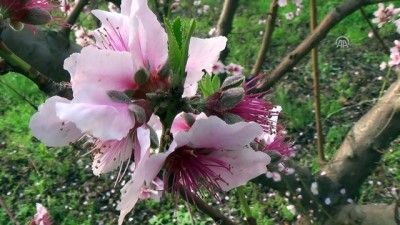 cicekli - Erkenci nektarinler çiçek açtı - MERSİN  Videosu