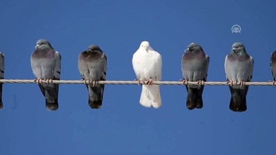 Kafesinden kaçan beyaz güvercin - VAN 
