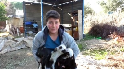 hayvan sevgisi -  Annesinin sütü yetmeyen kuzuları keçi sahiplendi  Videosu