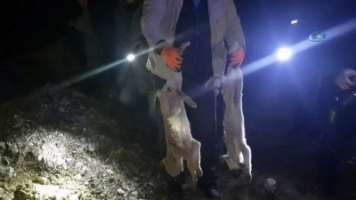 sokak hayvanlari -  Kastamonu’da yavru köpekler, tel örgülerle birbirine bağlanarak boğulmuş halde bulundu Videosu