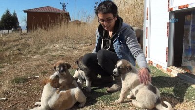 sokak hayvanlari -  Şırnak’ta görev yapan doktor kendi imkanlarıyla sokak hayvanlarına bakıyor  Videosu