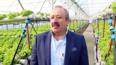 yilbasi - Suda kıvırcık marul yetiştiriyor - YALOVA Videosu