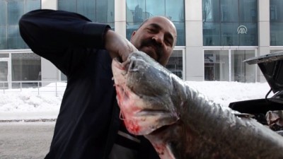 balik tutma - Yayın balıkları pazarlık usulü satılıyor - KARS  Videosu