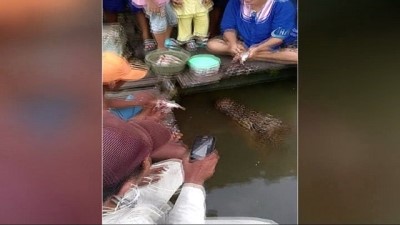 gesi -  Timsahla Şaşırtan Dostluk  Videosu