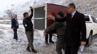 hayvan -  - Yaralı bulunan vaşak tedavisinin ardından özgürlüğüne kavuştu  Videosu