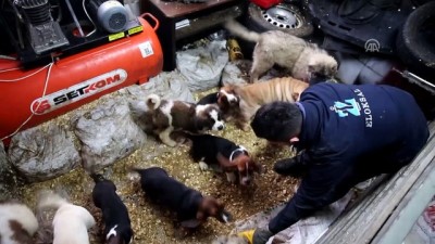 yavru kopekler - Yavru köpekler açık artırmayla satıldı - EDİRNE  Videosu