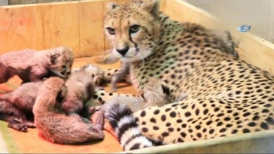 hayvanat bahcesi -  - ABD’de Bir Çita 8 Yavru Dünyaya Getirdi  Videosu
