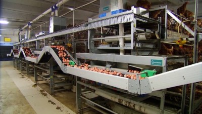ihracatcilar - Avrupa'ya 6 yıl sonra yumurta ihracatı - İZMİR  Videosu